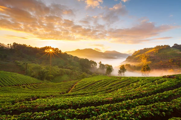 Misty amanecer de la mañana en el jardín de fresas en Doi Angk-hang moun — Foto de Stock