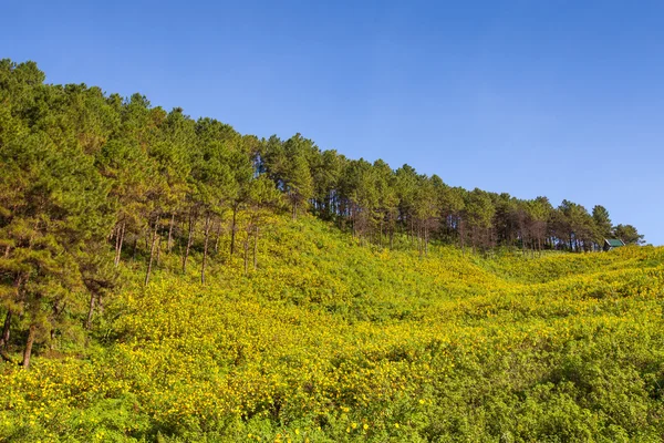 Paisagem Erva-do-girassol mexicana (Tithonia diversifolia ) — Fotografia de Stock
