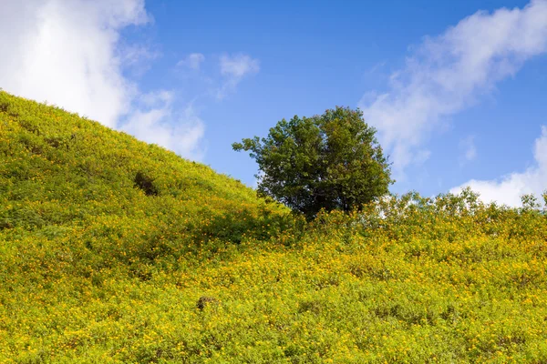 Пейзаж, дерево и мексиканский подсолнечник (Tithonia diversifoli — стоковое фото
