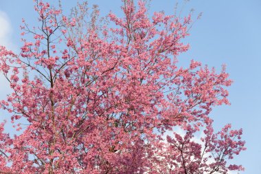 Şube pembe sakura çiçekleri ile kapatmak
