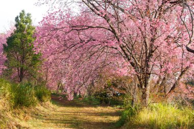 Pembe sakura çiçekleri chiangma toprak yolda sabah gündoğumu