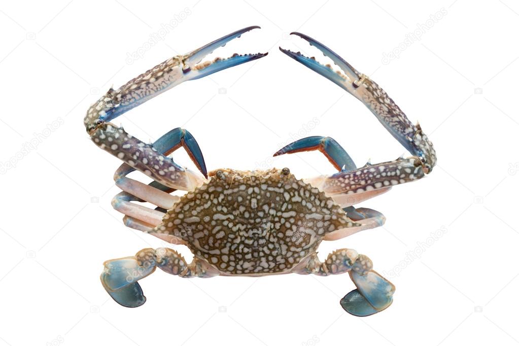 horse crab on white