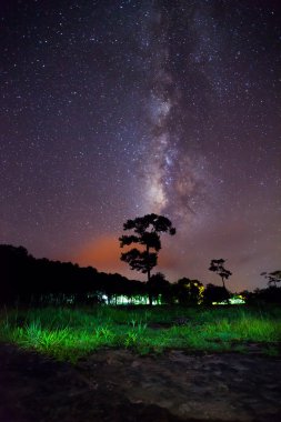 Silhouette ağaç ve bir gece gökyüzü üzerinde güzel milkyway