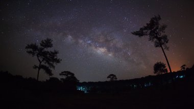 Silhouette ağaç ve bir gece gökyüzü üzerinde güzel milkyway