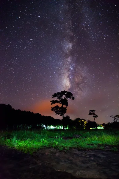 Silueta de árbol y hermosa milkyway en un cielo nocturno — Foto de Stock