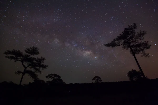 Silhueta de árvore e belo milkyway em um céu noturno — Fotografia de Stock