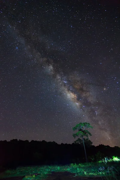 Silhueta de árvore com nuvem e belo milkyway em uma noite — Fotografia de Stock