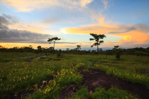Pôr do sol paisagem e flores no Phu Hin Rong Kla National Park, P — Fotografia de Stock