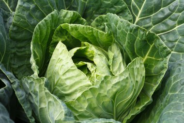 Closeup green cabbages,Organic hydroponic vegetable garden clipart