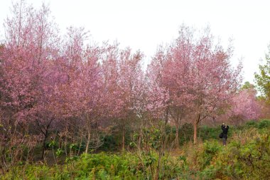 Sakura çiçek çiçek açan ağaçları Phulomlo: Loei ili, Tayland