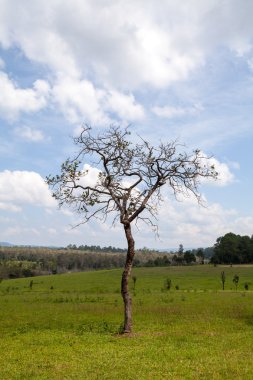 çıplak gövdeleri ve dalları ile ağaç dal