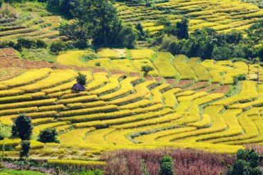 Sarı teraslı pirinç alan, Ban Pa Bong Peay Chiangmai, Tayland