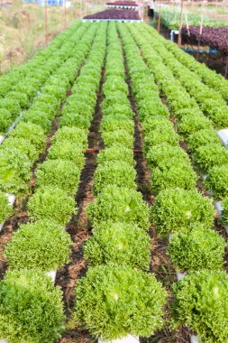 Organic hydroponic vegetable garden clipart