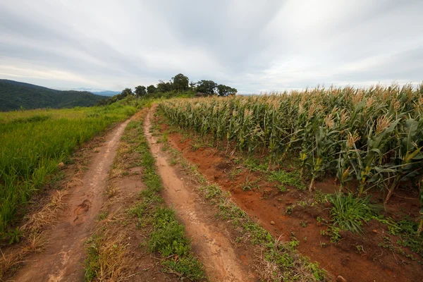 Route de campagne avec champs — Photo