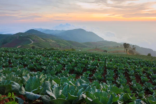 Many green cabbages in the agriculture fields at Phutabberk Phetchabun Thailand — Stock Photo, Image