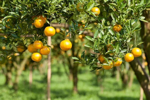 Closeup laranja fresca na planta, laranjeira — Fotografia de Stock