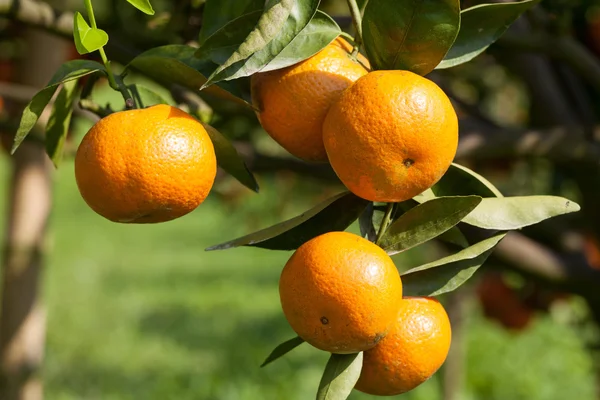 Fresh orange on plant, orange tree — Stock Photo, Image