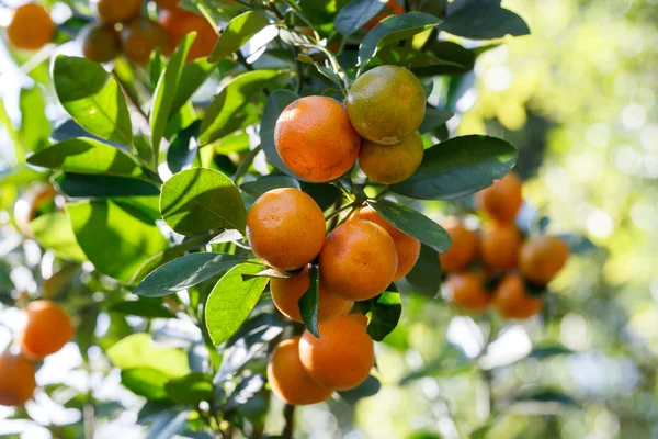 Arancio fresco sulla pianta, arancio — Foto Stock