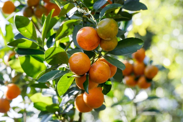 Laranja fresca na planta, laranjeira — Fotografia de Stock