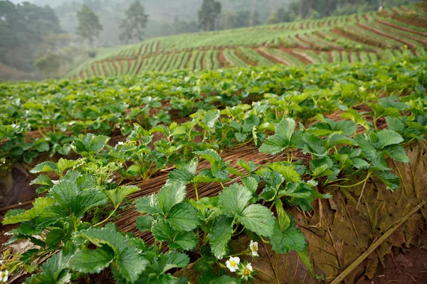 Strawberry garden in morning at Doi Ang Khang, Chiang Mai, Thai — стоковое фото