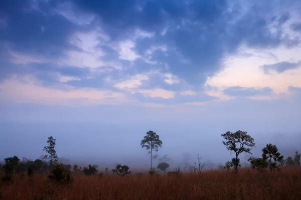 Туманний ранковий sunrise в гори з хмарою в Thung Salang Lua — стокове фото