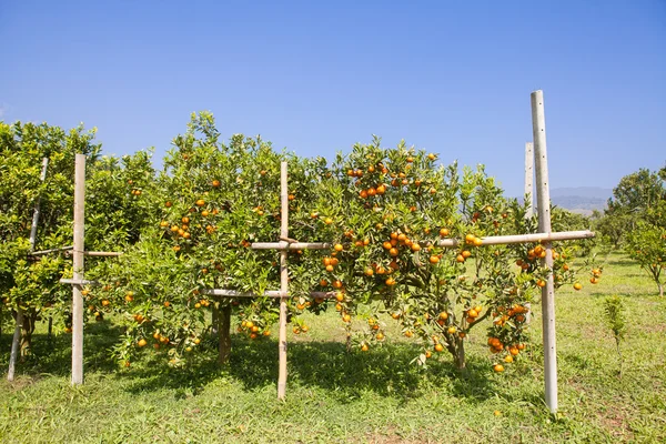 Huerto naranja en el norte de Tailandia — Foto de Stock