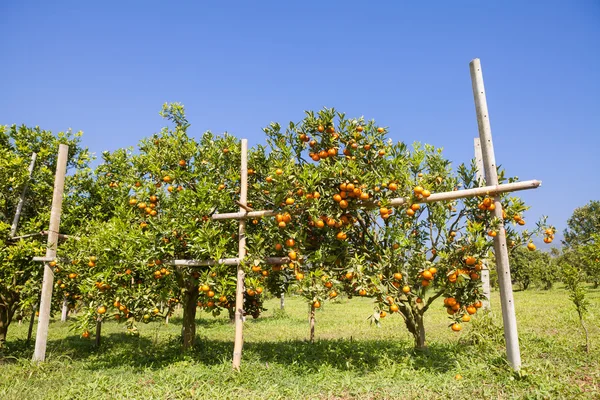 Oranje boomgaard in Noord-thailand — Stockfoto