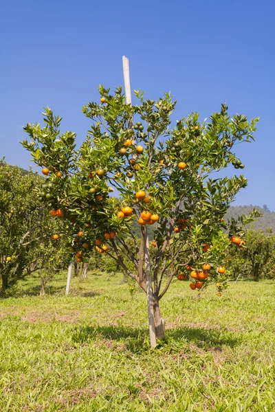 Huerto naranja en el norte de Tailandia — Foto de Stock