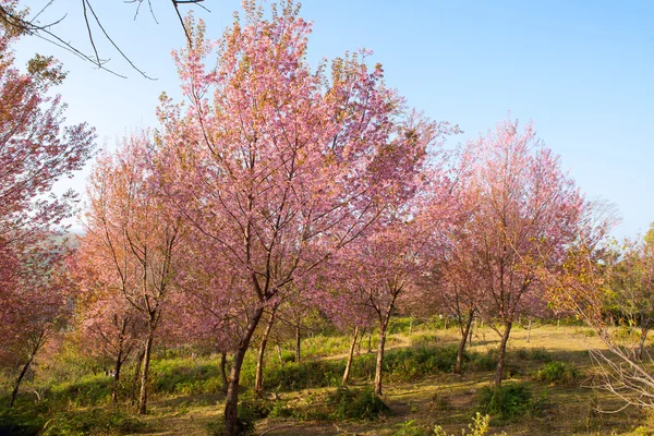 Sakura çiçek çiçek açan ağaçları Phulomlo: Loei ili, Tayland — Stok fotoğraf