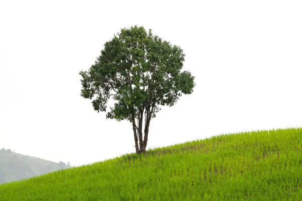 Деревья на холме — стоковое фото