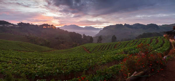 Panorama mlhavé ráno slunce v jahodové zahradě na doi angkh — Stock fotografie