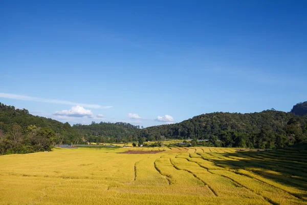 Campo de arroz verde em terraços e céu azul — Fotografia de Stock