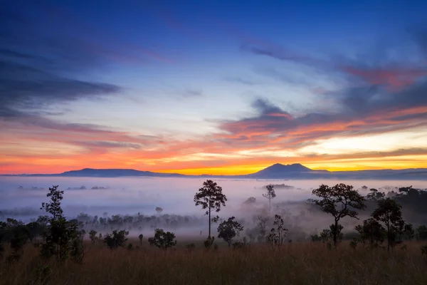 Nebliger Sonnenaufgang am Morgen im thung salang luang Nationalpark phetchabun, Thailand — Stockfoto
