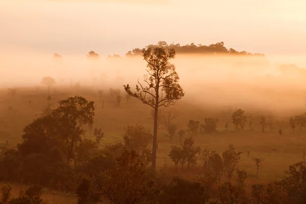 Туманний ранковий sunrise в гори на Thung Salang Луанг національного парку Phetchabun, Таїланд — стокове фото