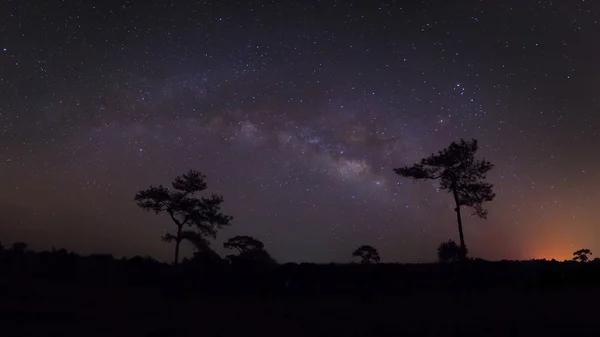 Silueta panorámica de pino con nube y Vía Láctea. Fotografía de larga exposición — Foto de Stock