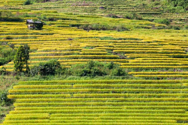 Campo de arroz con terrazas amarillas en Ban Pa Bong Peay en Chiangmai, Tailandia —  Fotos de Stock