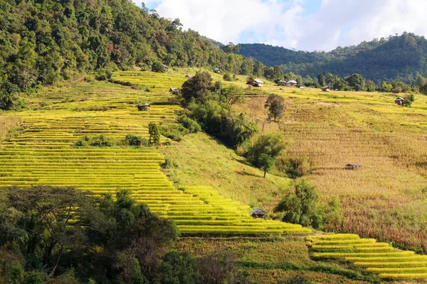Campo de arroz con terrazas amarillas en Ban Pa Bong Peay en Chiangmai, Tailandia —  Fotos de Stock