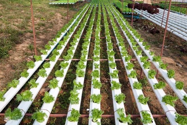 Biologischer hydroponischer Gemüsegarten — Stockfoto