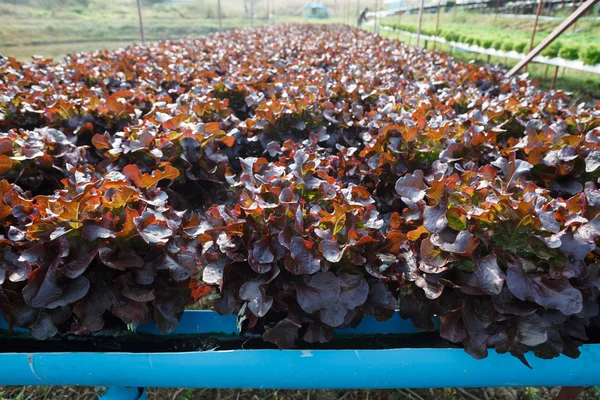 Biologischer hydroponischer Gemüsegarten — Stockfoto