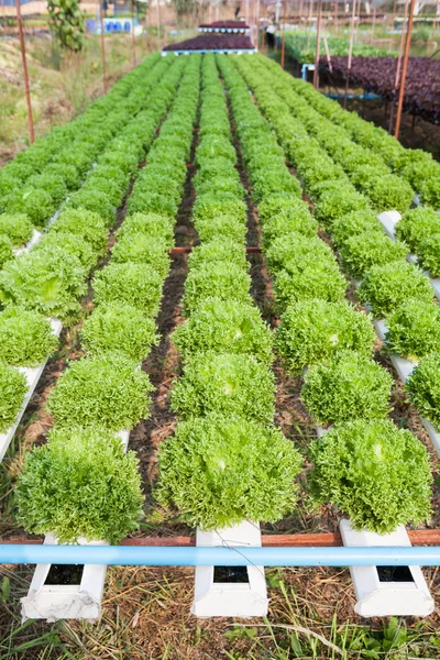 Organic hydroponic vegetable garden — Stock Photo, Image