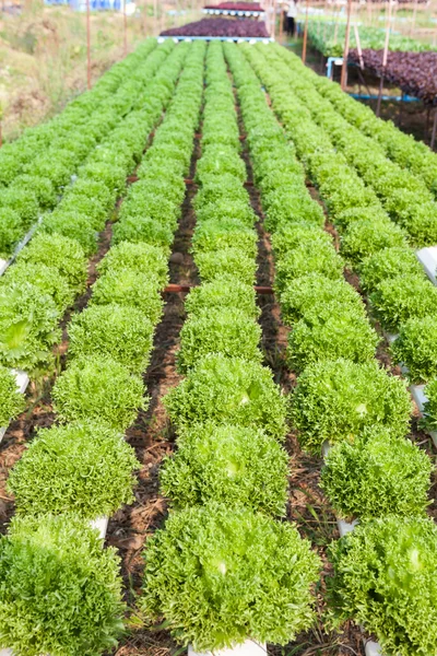 Biologischer hydroponischer Gemüsegarten — Stockfoto