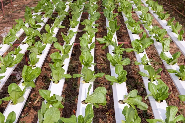 Biologischer hydroponischer Gemüsegarten — Stockfoto