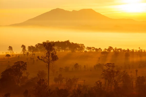 Туманний ранковий sunrise в гори на Thung Salang Луанг національного парку Phetchabun, Таїланд — стокове фото