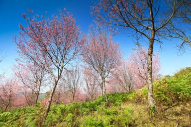 Tayland 'ın Loei Eyaleti Phu Lom Lo' da çiçek açan Sakura çiçekleri.