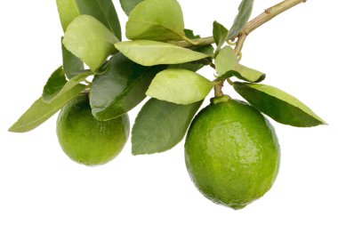 Beyaz arka planda izole edilmiş taze kireç meyvesi