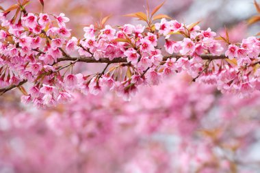 Pembe sakura çiçeği ile şube yi kapatın