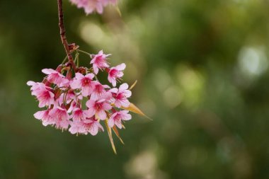 Pembe sakura çiçekleri ile şube