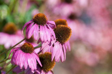 Mor Coneflowers (Echinacea), yakın çekim, seçici focu