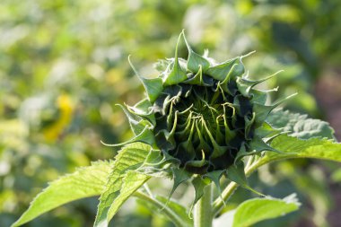 Genç ayçiçeği ile Bokeh geri homurdanıyor