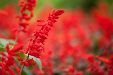 Yakın plan Red Salvia çiçeği (Salvia ihtişamı)
